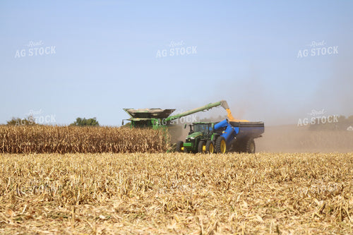 Corn Harvest 82161