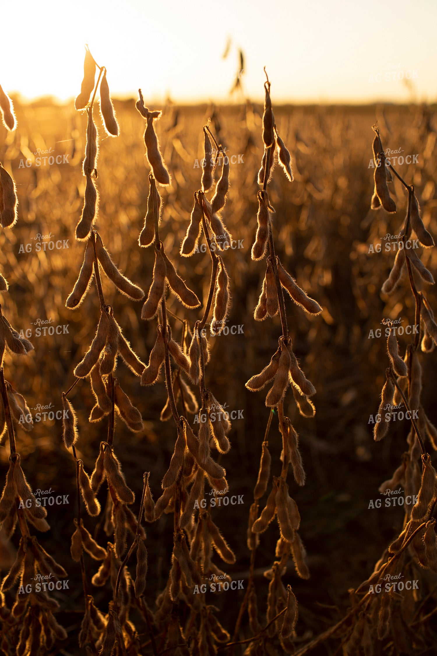 Soybeans - Dry 2465