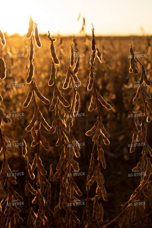 Soybeans - Dry 2465