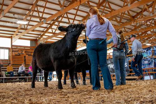 Showing Cattle 157008