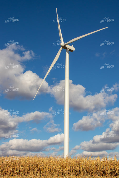 Dried Corn with Windmill 67043