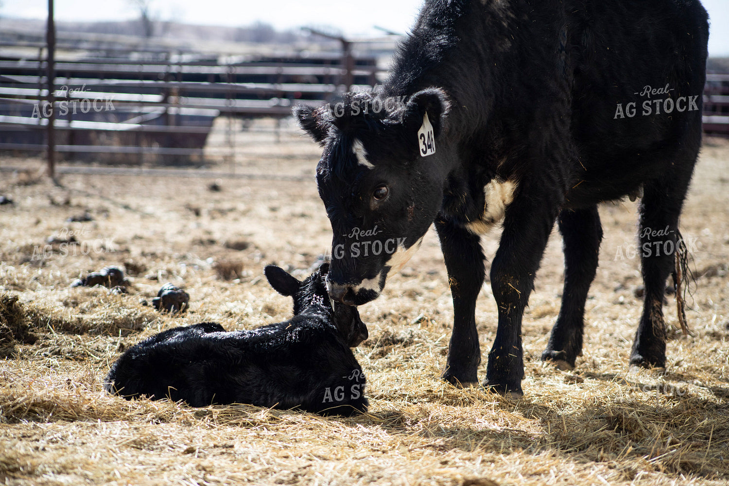 Angus Cow Calf Pair 117270