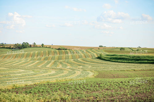 Cut Hay Field 215031
