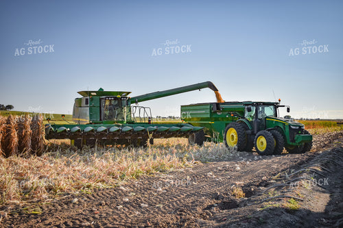 Combine Augering Corn into Grain Cart 56183