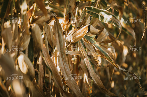 Dried Corn in Field 4730