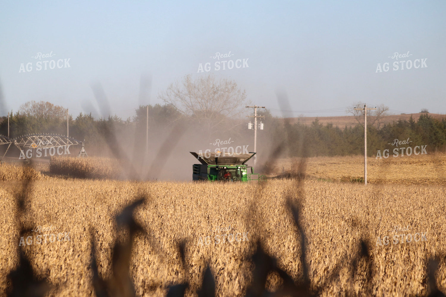 Corn Harvest 82345
