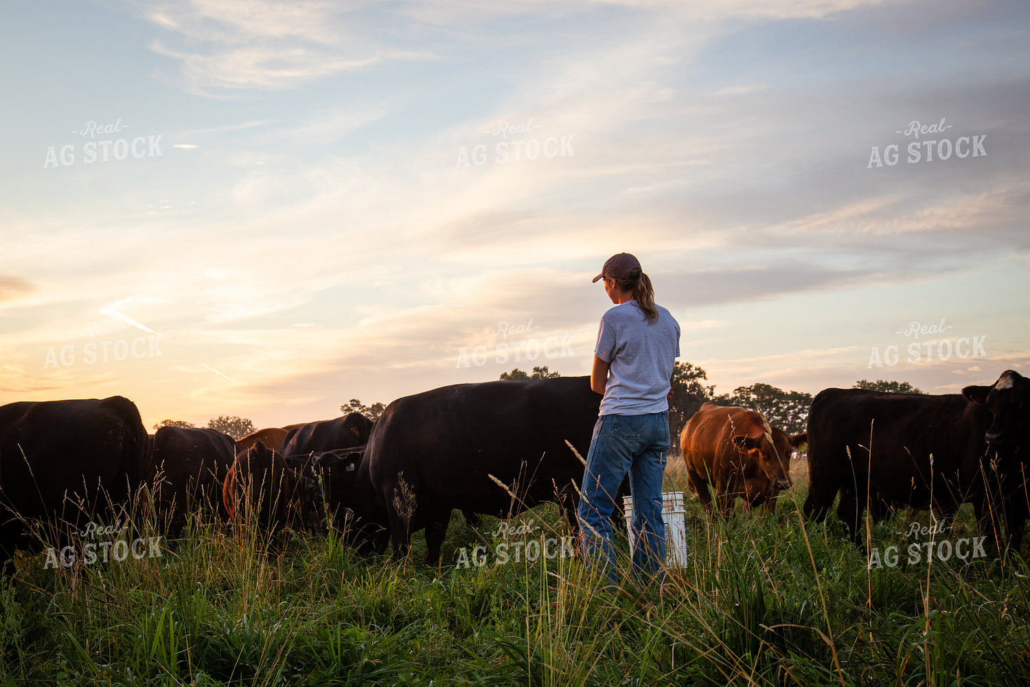 Cattle Producer Checking Cattle on Pasture 268366