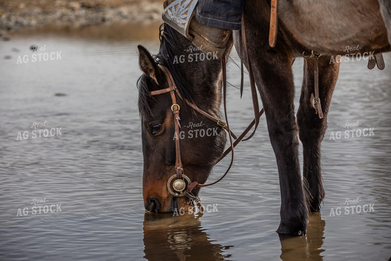 Horse Drinking from Stream 304007
