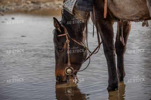 Horse Drinking from Stream 304007