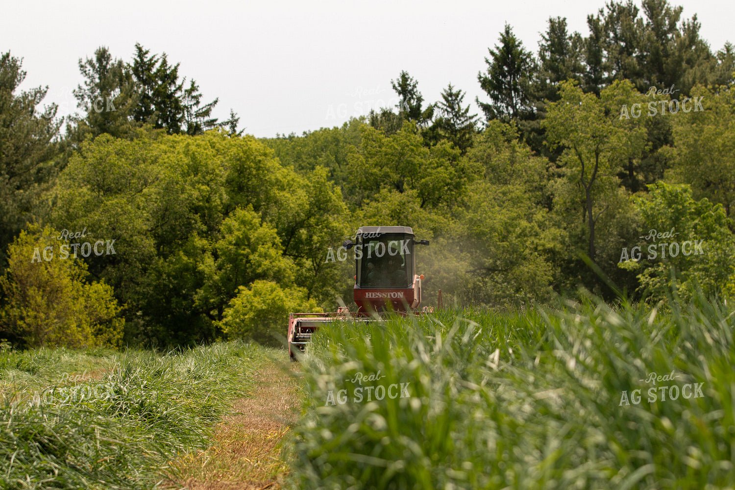 Harvesting Wheat for Baleage 157322