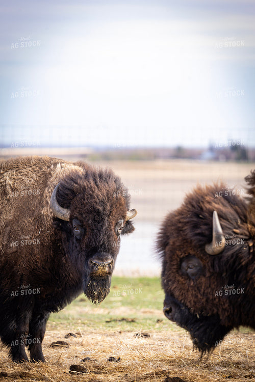 Bison 187138