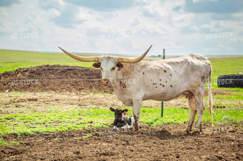Longhorn Cow Calf Pair 155493