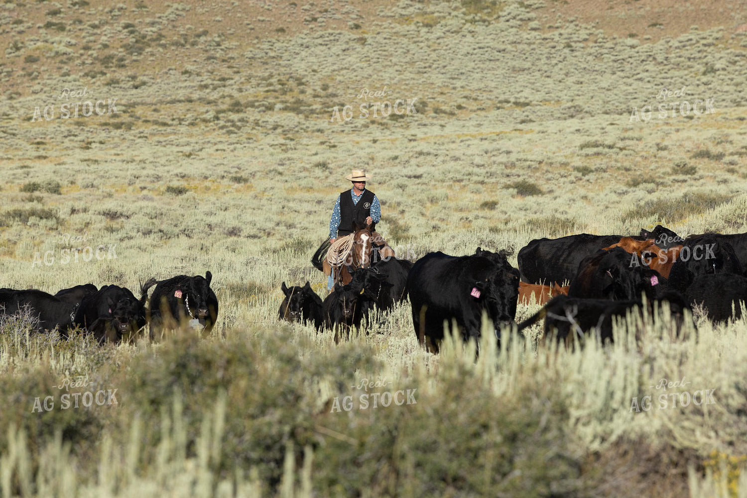 Herding Cattle 290047