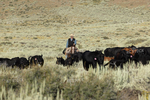 Herding Cattle 290047