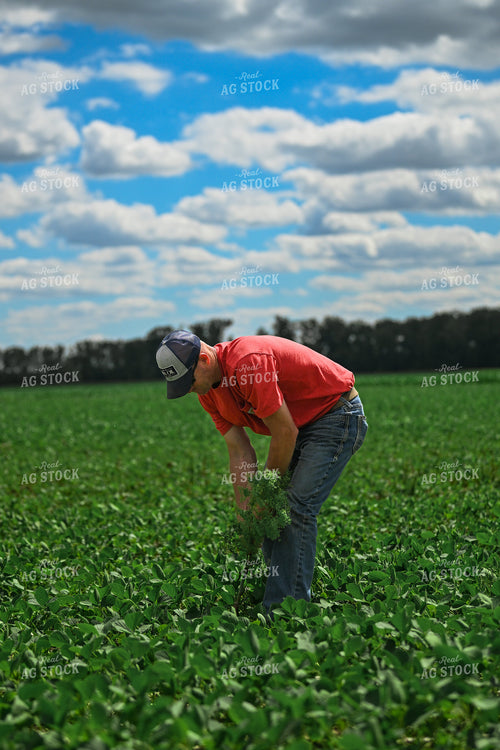 Farmer Pulling Weeds in Soybean Field 191316