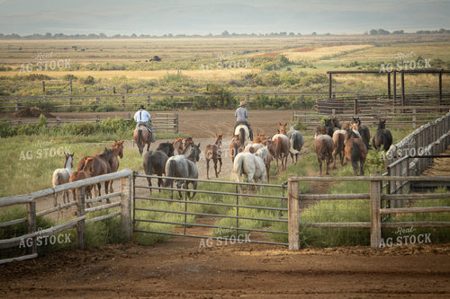 Moving Horses 78257