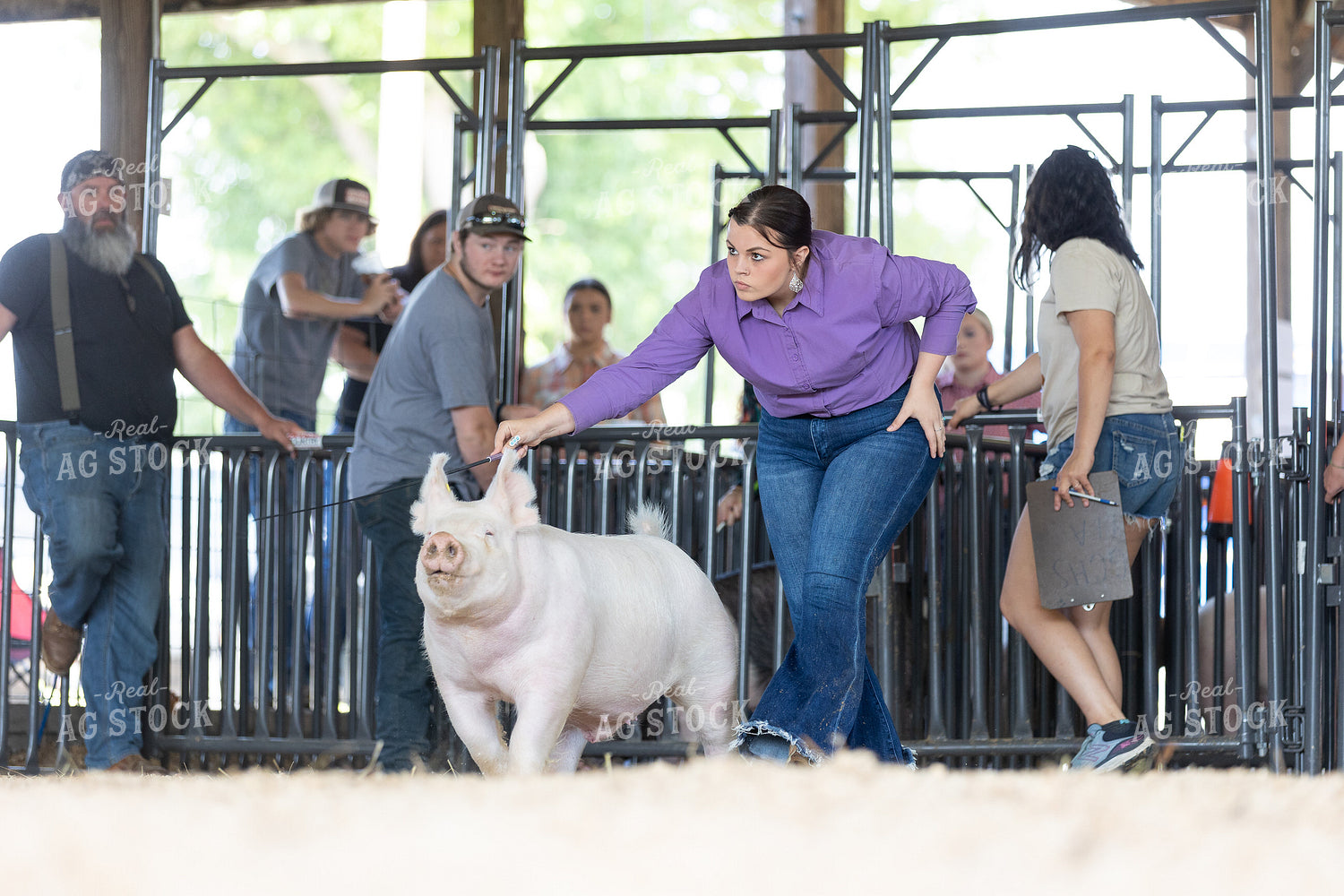 Showing Pigs 52697
