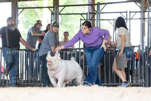 Showing Pigs 52697