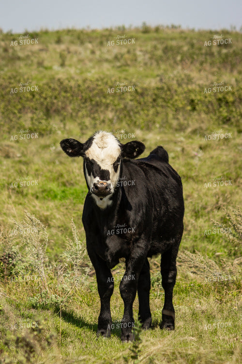 Black Baldy Calf 155077