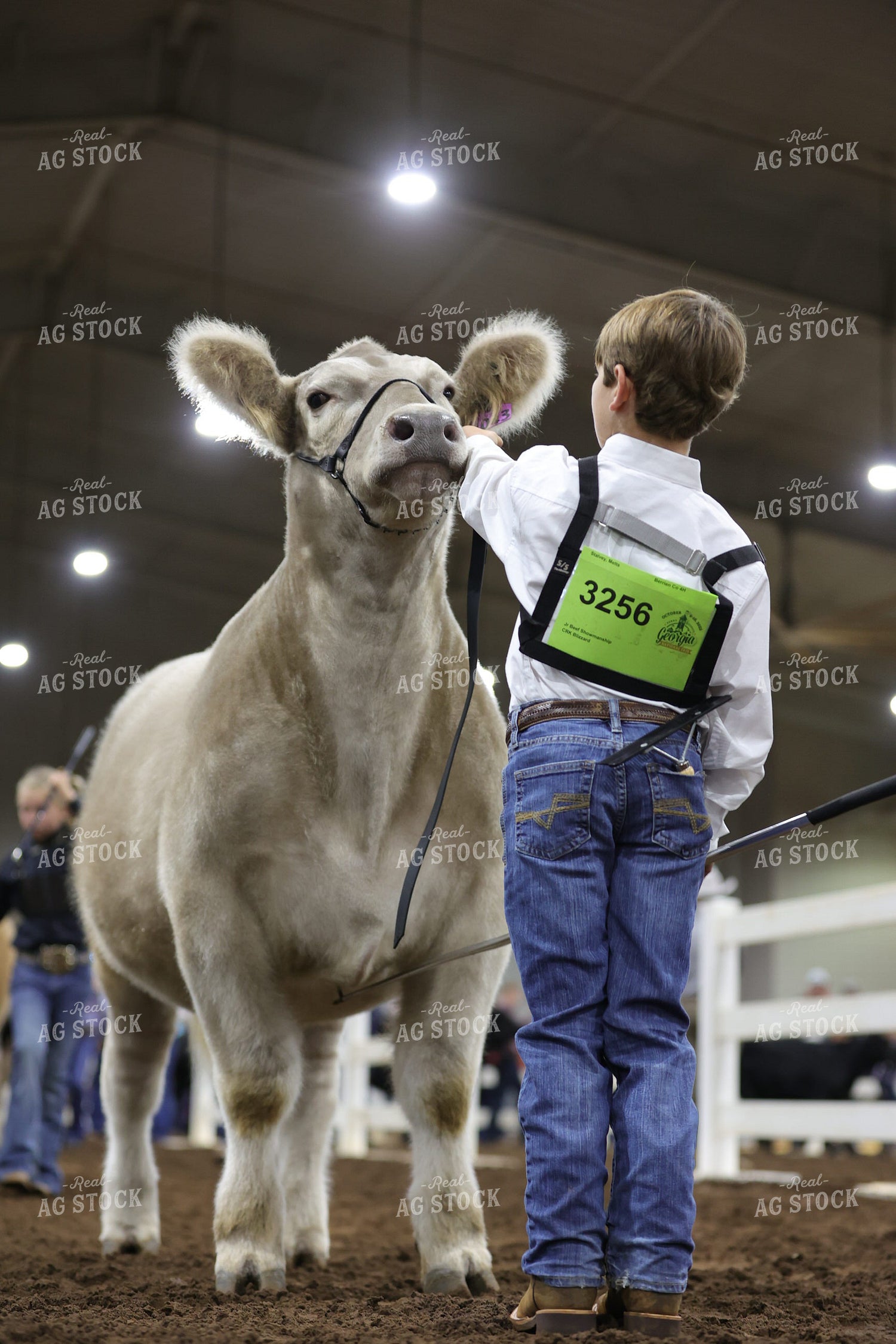 Showing Cattle 52691
