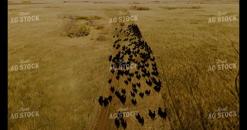 Moving Cattle 187182
