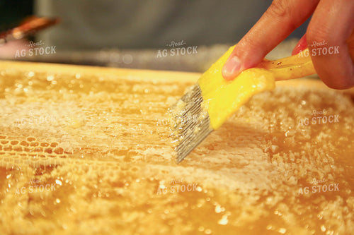 Harvesting Honey 161038