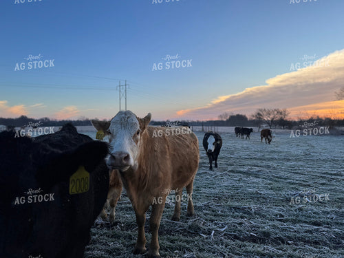 Cattle on Frosty Pasture 228010
