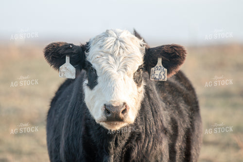 Black Baldy Cow 72014