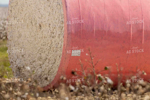 Cotton Modules 291006