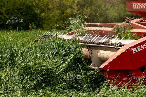Harvesting Wheat for Baleage 157202
