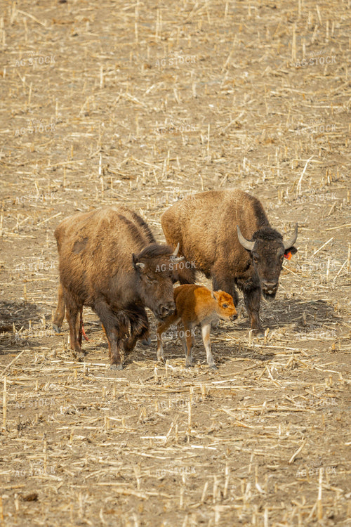 Bison 187127