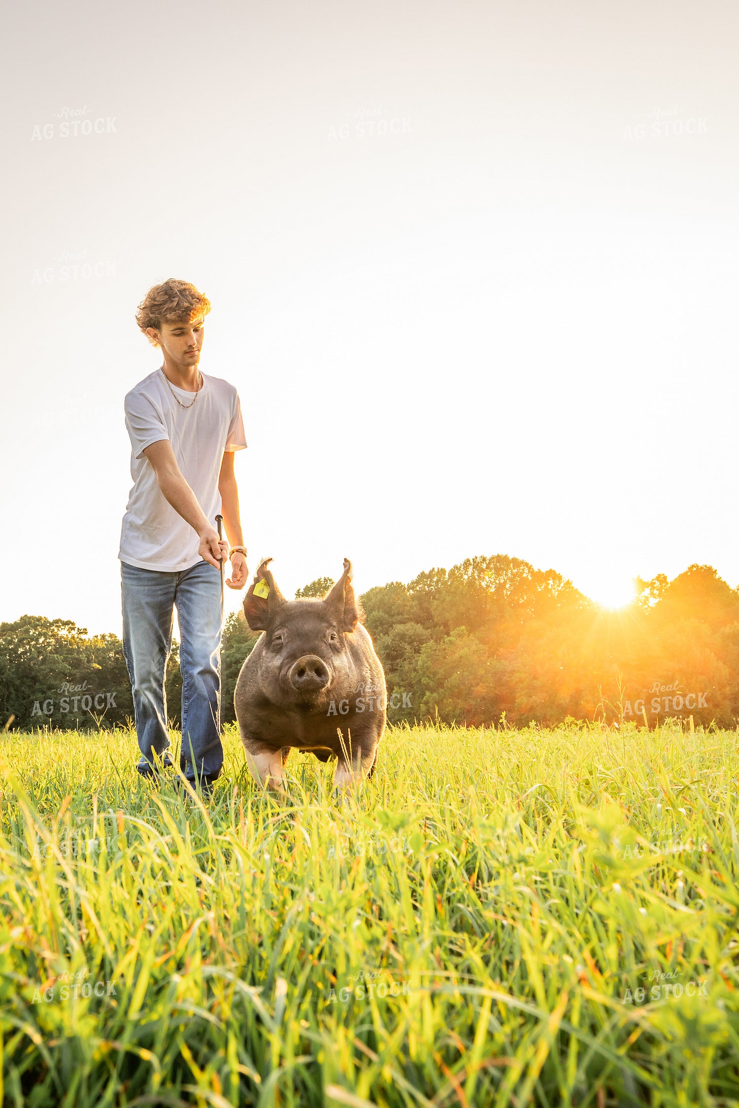 Farm Kid with Show Pig 270090