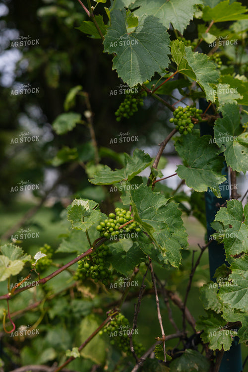 Grapes 295056