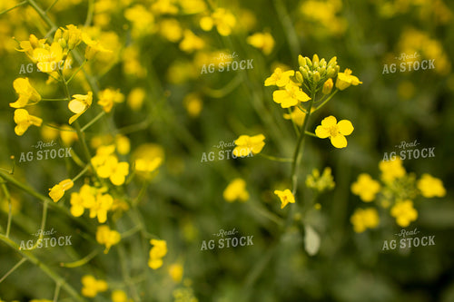 Canola 1899