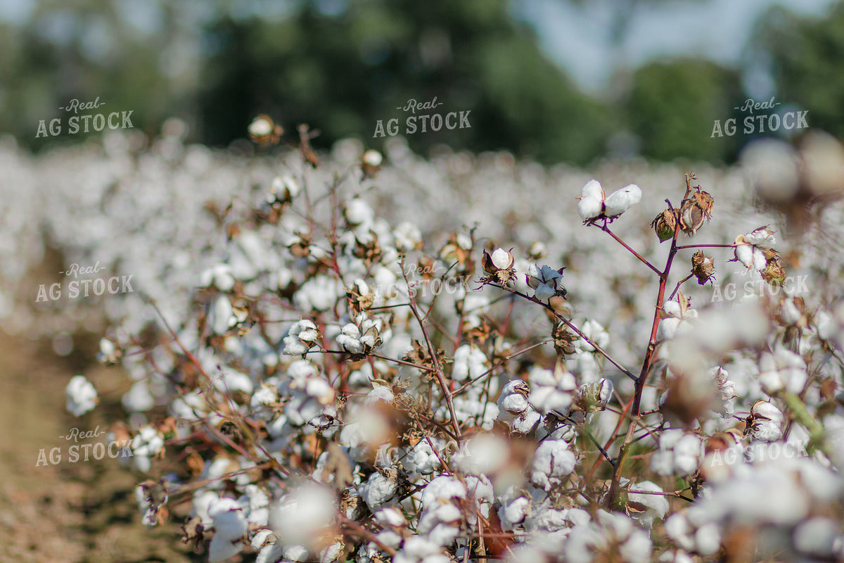 Cotton Field 291081