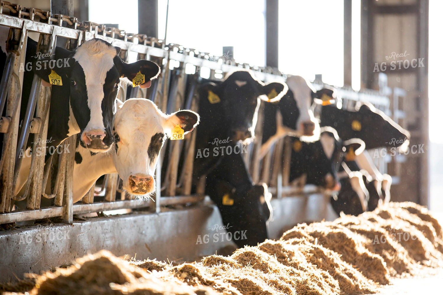 Holstein Cattle in Barn 55354