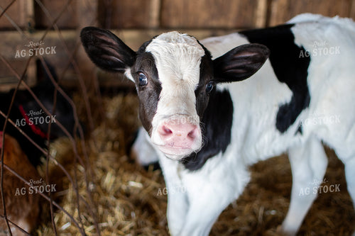 Holstein Calf 50480