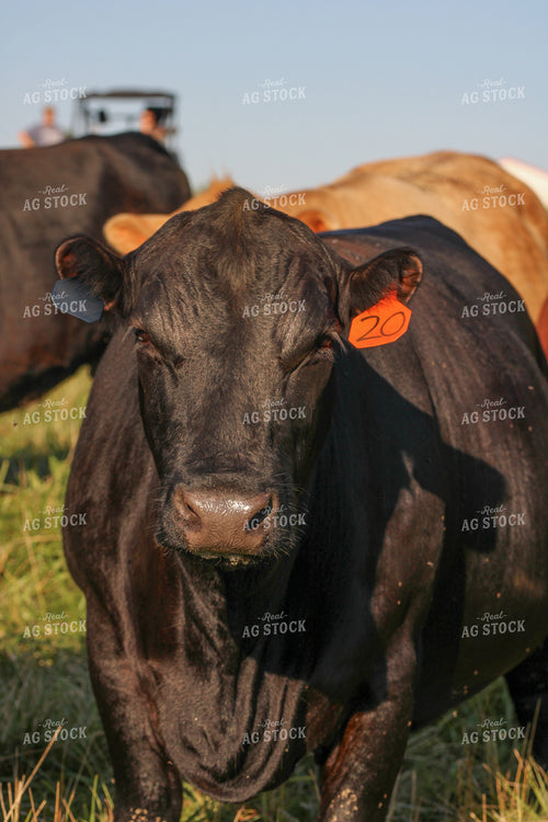 Black Angus Bull on Pasture 182024