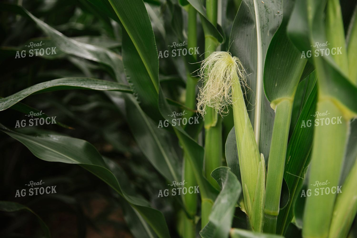 Silking Ear of Corn 137049