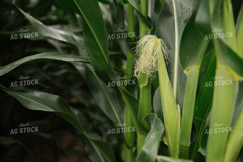 Silking Ear of Corn 137049