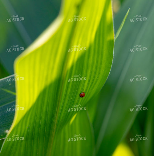 Ladybug on Mid-Season Corn 291104