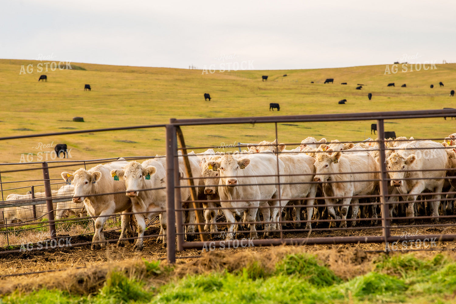 Charolais Cattle 299007