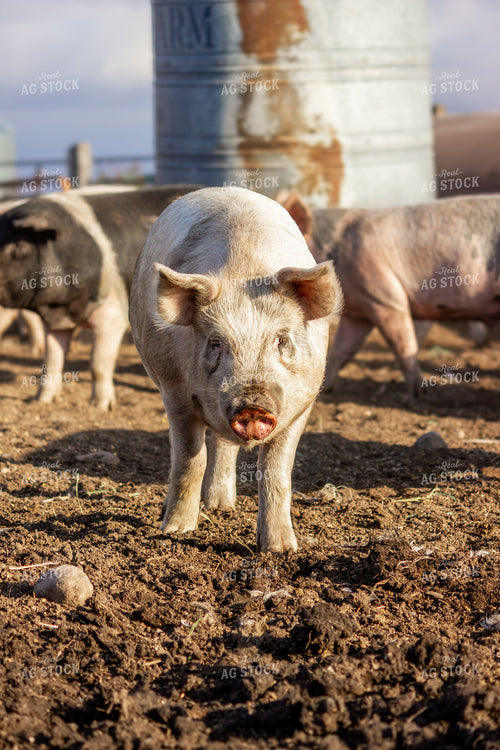 Pig 155098