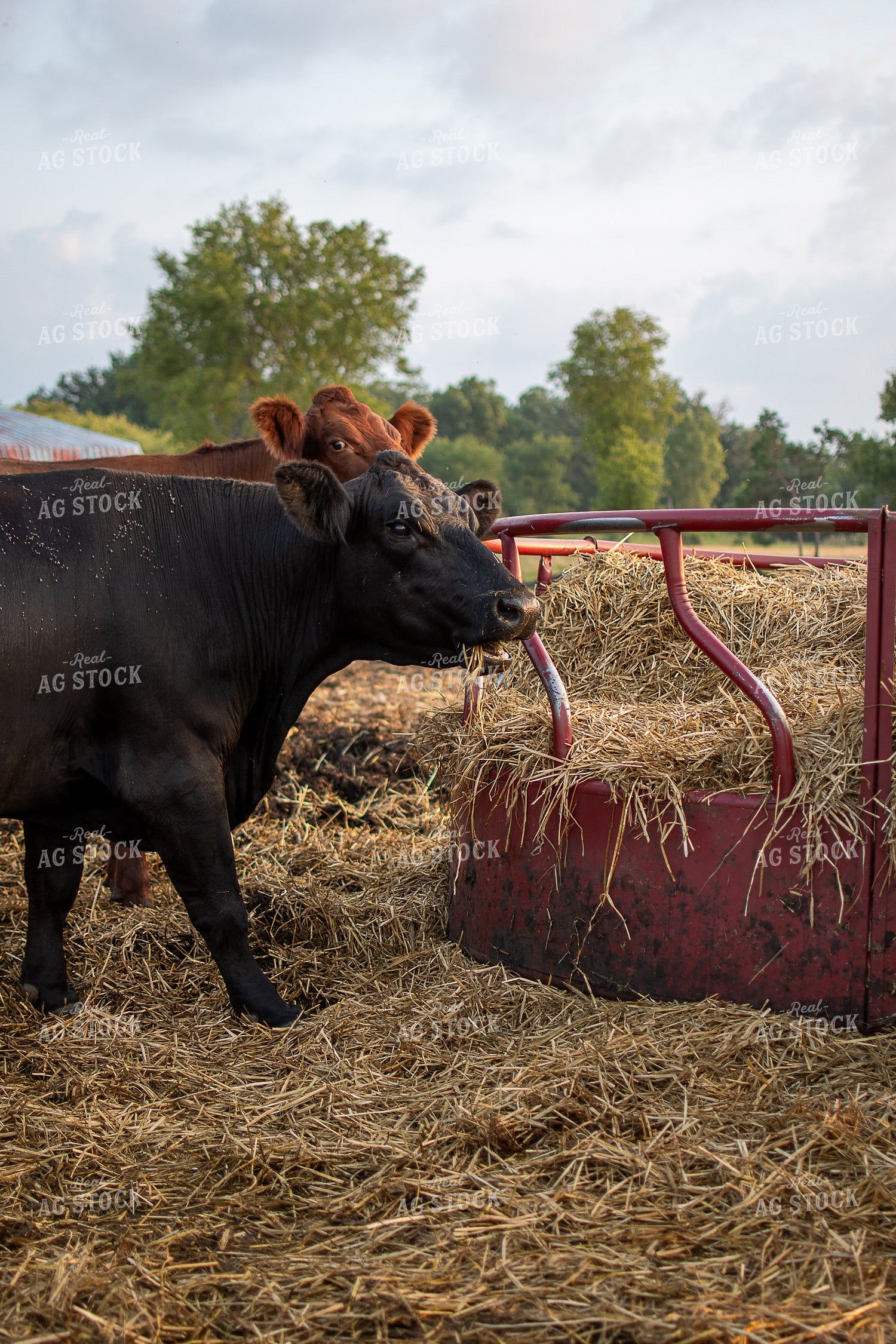 Cattle Eating Hay 50394