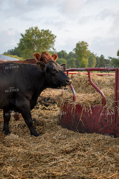 Cattle Eating Hay 50394