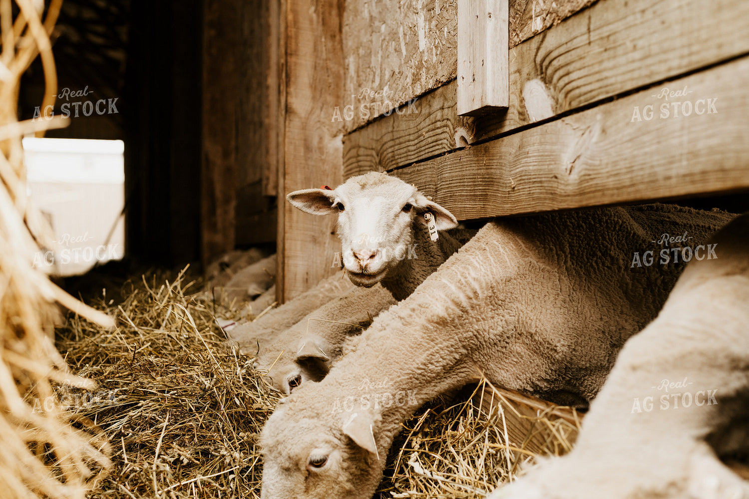 Sheep Eating Straw 68135