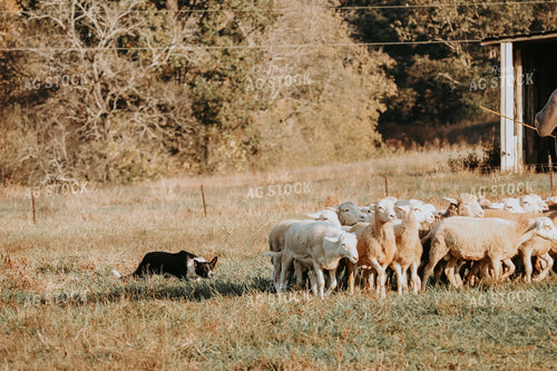 Farm Dog Herding Sheep 220033