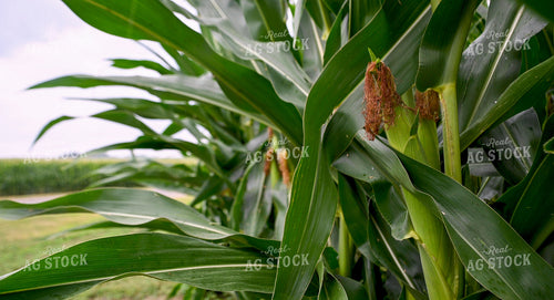 Rain Falling on Corn Leaves 25306
