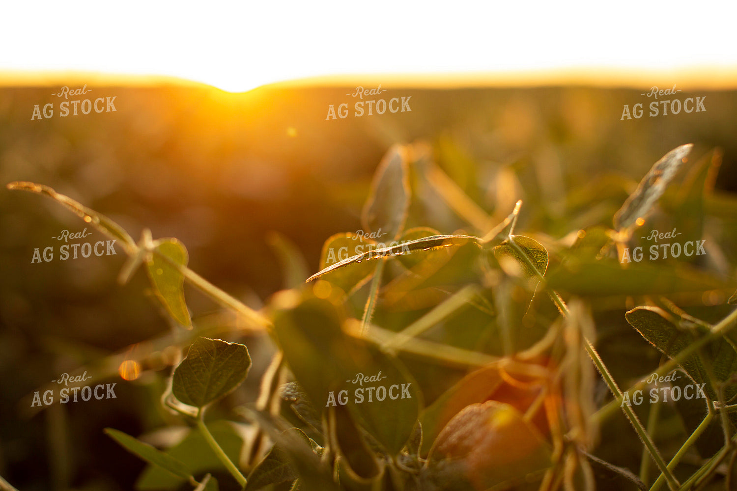 Soybeans - Mid-Season 4891