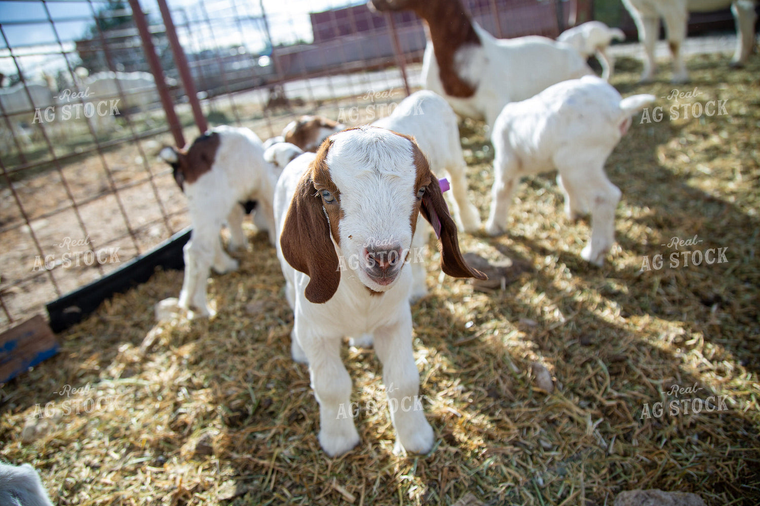 Goat Kids 134061